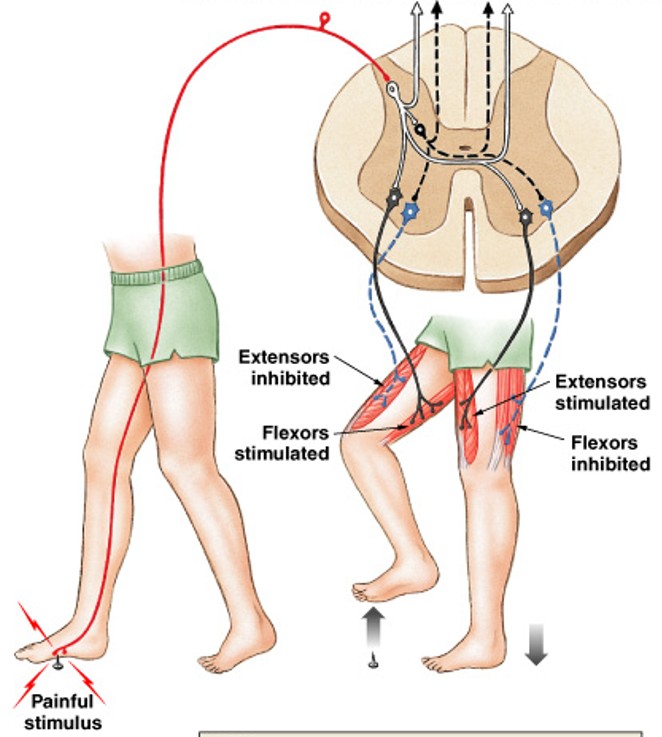 <p>What kind of reflexes are:</p><ul><li><p>Flexor reflex cause leg to pull up</p></li><li><p>Crossed extensor reflex straightens other leg to receive body weight, maintained by reverberating circuits</p></li></ul><p></p>