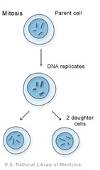 <p>Type of cell division that produces two new (identical) cells.</p>