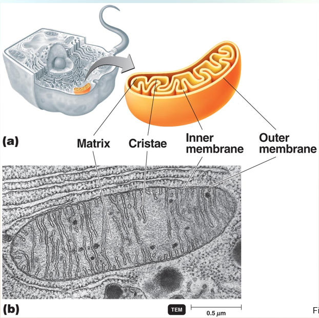 <p>Mitochondria </p>