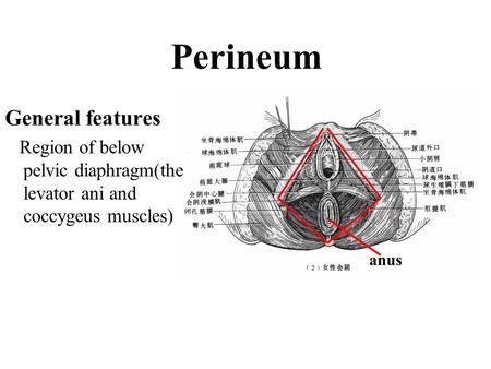 <p><span>underlying muscles located between the anus and the genitals</span></p>