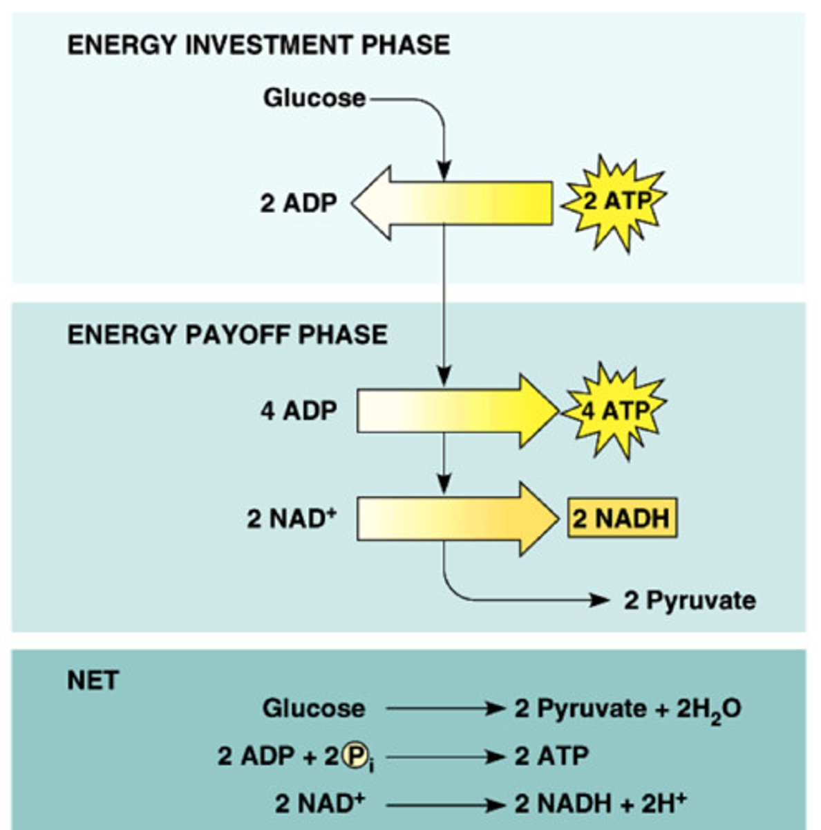 <p>4 ATP synthesized, 2 NAD+ reduced to NADH, and small sugars are oxidized to form 2 pyruvate and 2 H2O.</p>