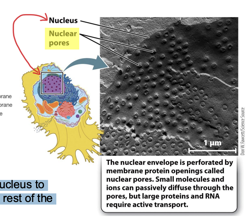 <ul><li><p>are essential for the nucleus to communicate with the rest of the cell.</p></li><li><p>envelope perforated by membrane protein openings (pores)</p></li><li><p>small molecules and ions can passively diffuse through the pores, but large proteins and RNA require active transport</p></li></ul><p></p>