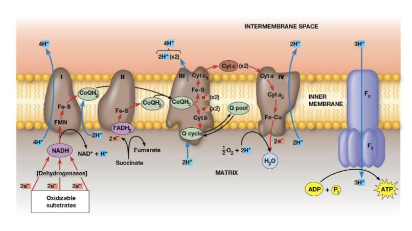<p>accepts electrons from CoQ and transfers them to cytochrome c, two cytochromes are prominent components, when 2 electrons are transferred, 4 protons are pumped across the membrane</p>