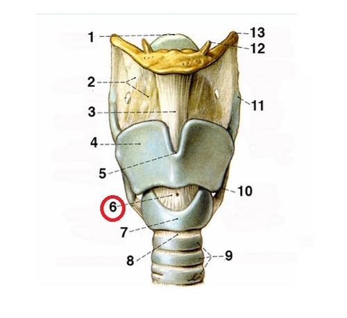 <p>Vad är 7:an? (Ringbrosk)</p>
