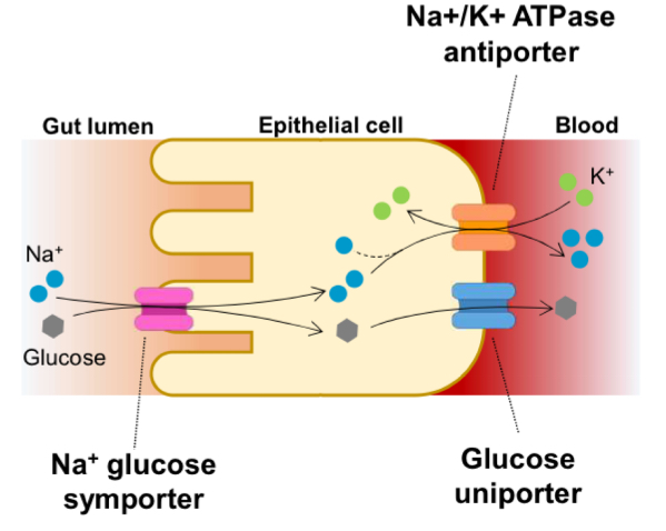 <ol><li><p><span>At the epithelial cell / blood surface, the <mark data-color="purple" style="background-color: purple; color: inherit">Na+/K+ ATPase antiporter</mark> uses ATP to actively transport K+ into the epithelium and Na+ out of it</span></p></li></ol><ol start="2"><li><p><span>This reduces the conc of Na+ ions inside the cell</span></p></li></ol><ol start="3"><li><p>Na+ moves <u>down its concentration gradient</u> from the gut lumen into the cell through the <mark data-color="purple" style="background-color: purple; color: inherit">Na+ glucose symporter</mark></p></li><li><p>This provides the <mark data-color="yellow" style="background-color: yellow; color: inherit">free energy</mark> to bring glucose into the cell from the gut lumen <u>against its concentration gradient</u></p></li><li><p><span>The concentration of glucose increases inside the epithelial cell</span></p></li><li><p><span>So glucose moves into the blood from the epithelial cell <u>down its concentration gradient</u> by <mark data-color="yellow" style="background-color: yellow; color: inherit">facilitated diffusion</mark> via a <mark data-color="purple" style="background-color: purple; color: inherit">glucose uniporter</mark>    </span></p></li></ol><p></p>