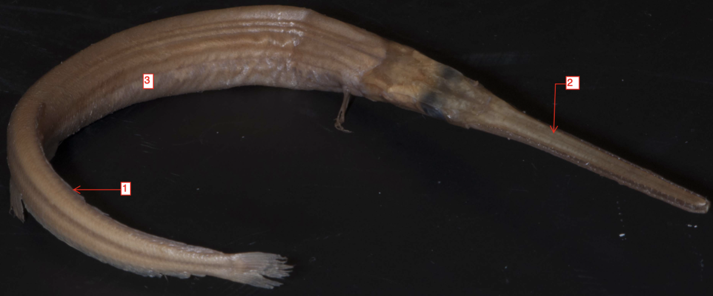 <p>!</p><p>phylum</p><p>subphylum</p><p>superclass</p><p>class</p><p>subclass</p><p>infraclass</p><p>order</p>