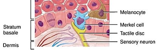 <ul><li><p>keratinocytes</p></li><li><p>basal cells (germinative or stem)</p></li><li><p>Merkel cells</p><ul><li><p>found in hairless skin</p></li><li><p>respond to touch</p></li></ul></li><li><p>melanocytes</p><ul><li><p>produce melanin</p></li></ul></li></ul><p></p>
