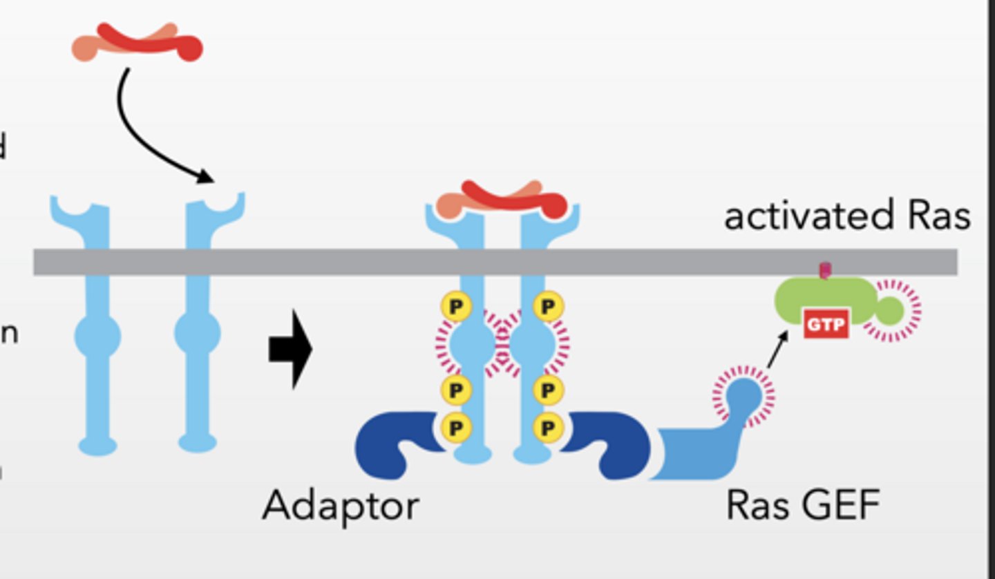 <p>Receptor Tyrosine Kinases</p><p>phosphorylation occurs on tyrosine </p><p>Ligand (signaling molecule) binds and induces dimerization of RTKs </p><p>Cross phosphorylation occurs </p><p>Phosphorylation sites are binding sites for other proteins</p><p>10-20 different molecules</p><p>Ligand induces dimerization and phosphorylation</p><p>Adaptor protein binds to RTK</p><p>Ras-GEF binds to adaptor protein </p><p>localizes GEF to membrane </p><p>Ras-GEF facilitates Ras activation</p><p>Ras-GEF = turns Ras ON (GDP → GTP)</p>