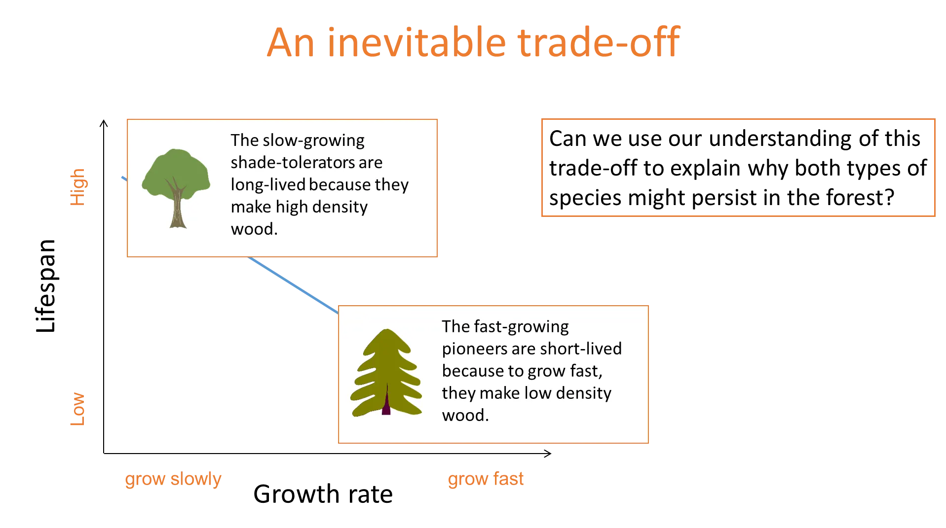 <ul><li><p>barro colorado island in panama (used to be a rainforest, isolated into an island when the river was damned)</p></li><li><p>there is a<strong> trade-off </strong>between <strong>growth rate </strong>in high light and <strong>survival </strong>in shade (<strong>lifespan)</strong></p></li><li><p><strong>shade tolerators </strong>survive well in the shade but aren’t fast growers in light gaps- because they produce <strong>high-density</strong> wood</p></li><li><p><strong>pioneers </strong>grow quickly in gaps but don’t survive well in the shade- because they produce<strong> low-density</strong> wood</p></li><li><p>there is a negative correlation between these two traits</p></li><li><p>when a shade-tolerator dies, it will be replaced by a pioneer which can grow quickly in the gap</p></li><li><p>when a pioneer dies, it will be replaced by a shade tolerator, because there will already be shade-tolerant saplings growing in the light shade underneath the pioneer</p></li><li><p>the balance between these species will be determined by their <strong>lifespans</strong></p></li></ul><p></p>