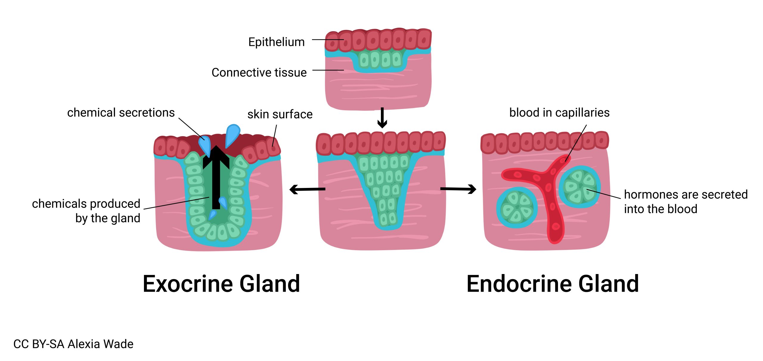 <p>internal, hormones, blood, ductless</p>