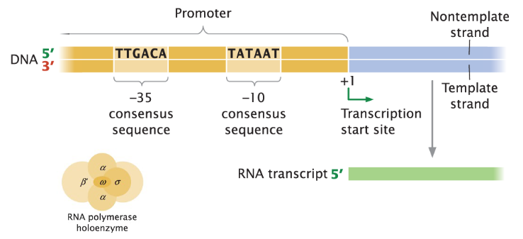 <p><strong>Sigma Factor Function</strong><br>āSigma factor (Ļ) recognizes and binds to the -35 and -10 consensus sequences in the promoter region<br>āPositions RNA polymerase correctly to begin transcription</p><p><strong>-10 Consensus Sequence</strong><br>āAT-rich, making it prone to unwinding<br>āFacilitates the initiation of transcription</p>