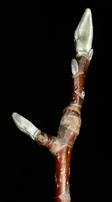 Blade: smooth, leathery evergreen leaves that are alternate, 5-10 inches long, shiny on top and rusty below, evergreen or deciduous leaves
Bud: large, oval shaped buds, different colors but can have fuzz
Bark: smooth, grey or brown with lenticles when young, with age gets larger "plates"