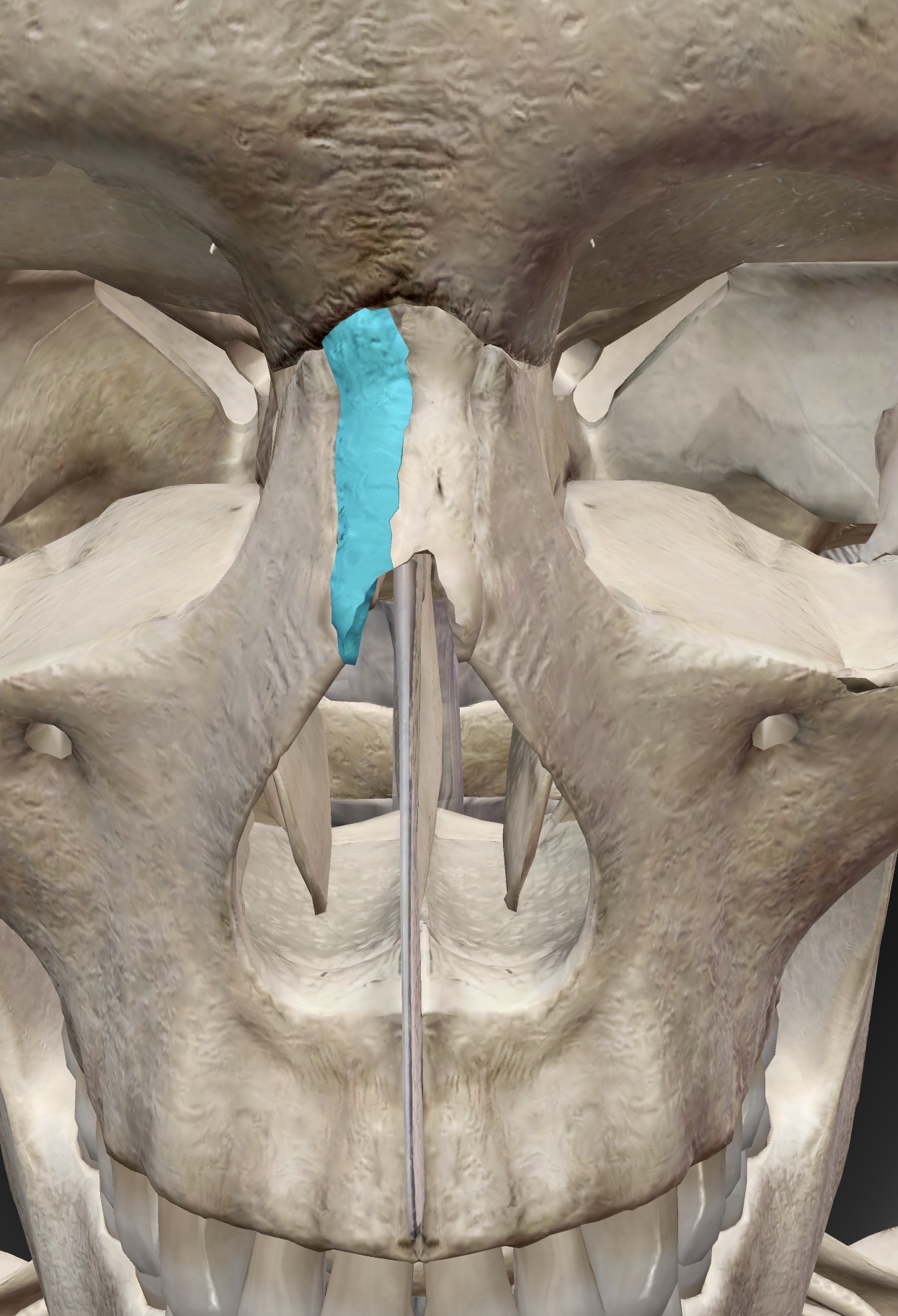 <p>Name this bone</p>
