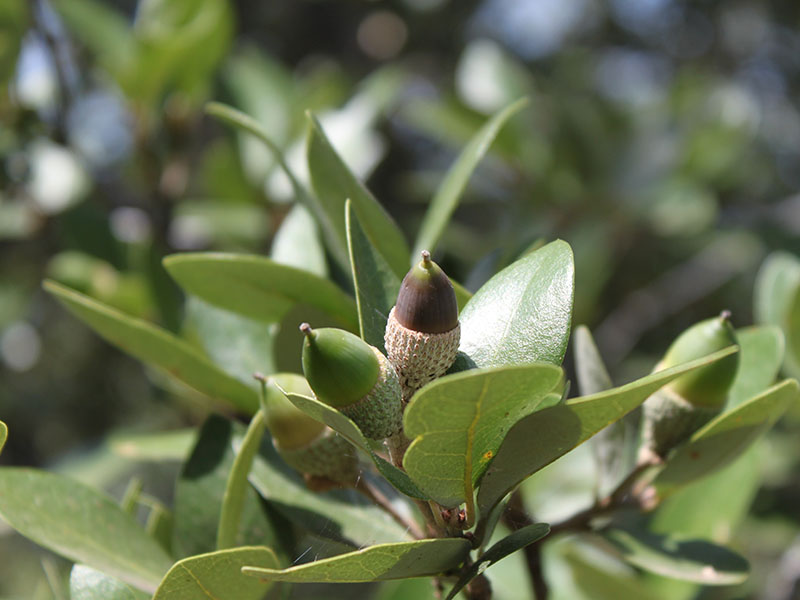 <p>Escarpment Live Oak</p>