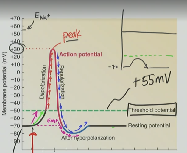 <p>Whats the point of an action potential?</p>