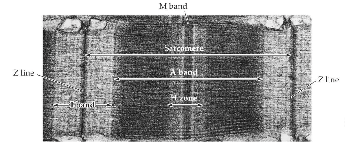 <p>distance between 2 z lines, approximately 2.5µm in length when relaxed, and shortens when muscles contract as the filaments slide past each other,</p>