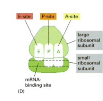 <ul><li><p>1 is for mRNA</p></li><li><p>3 is for tRNA</p><ul><li><p>E-site binds the exiting tRNA</p></li><li><p>P-site binds the peptidyl tRNA</p></li><li><p>A-site binds to the incoming aminoacyl tRNA</p></li></ul></li></ul><p></p>