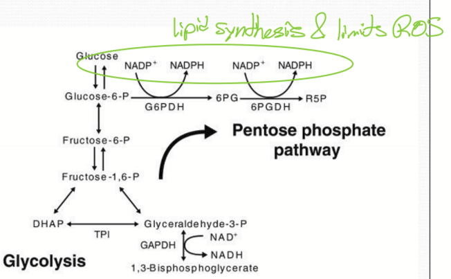 <p>Glucose-6-phosphate diverted from glycolysis</p>