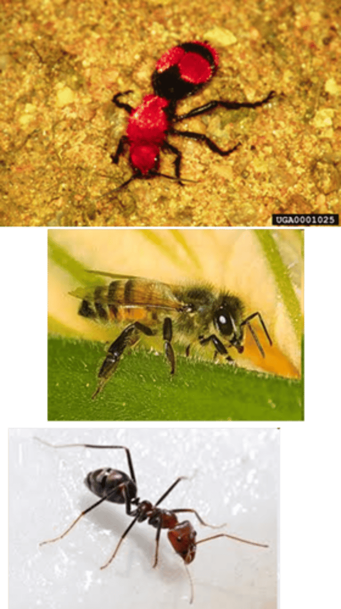 <p>Ants, bees, wasps</p>