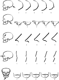 <p>cranium sex estimation</p>