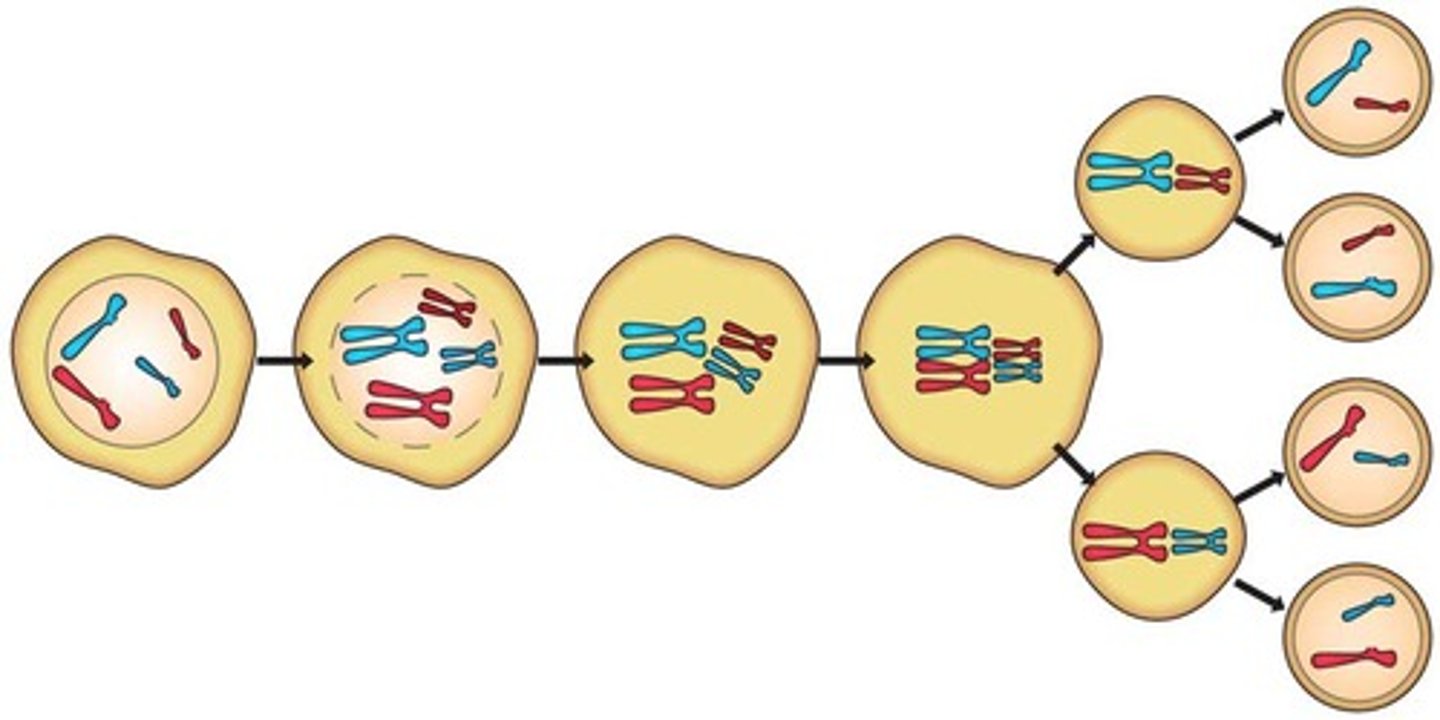 <p>process in which the number of chromosomes per cell is cut in half to produce haploid gametes for sexual reproduction</p>