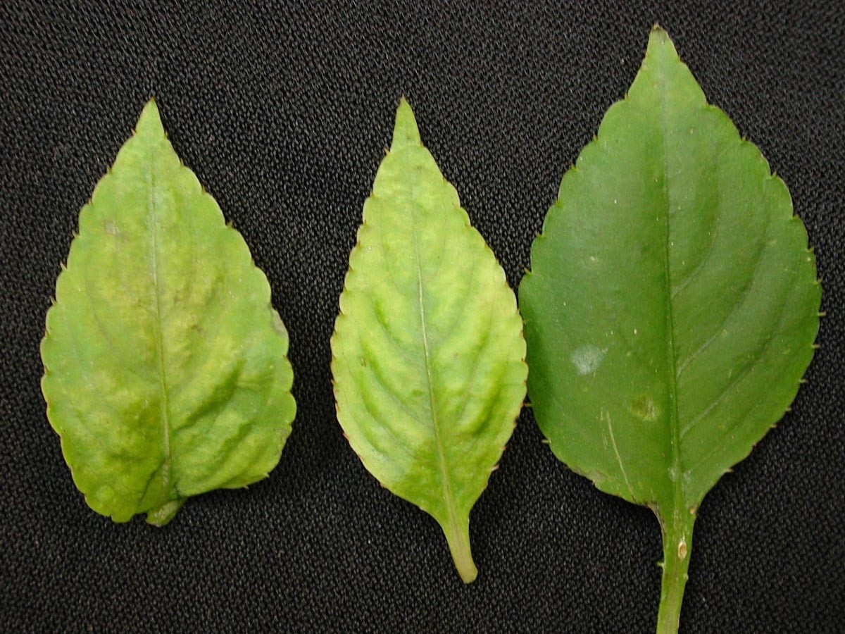hint: leaf margins