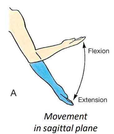 <p>brachialis m. and biceps brachii (flexion)</p>