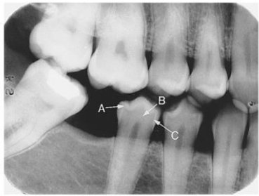 <p>Label the structures</p>