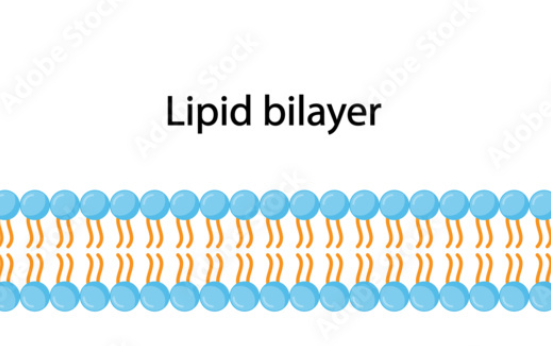 <p>Label parts of Phospholipid</p>
