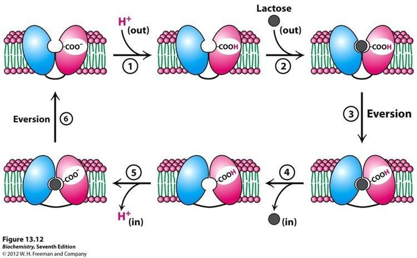 <p>E1</p><ul><li><p>Low affinity to lactose</p></li><li><p>Lactose-binding site facing the interior of the cell</p></li></ul><p>E2 </p><ul><li><p>High affinity to lactose </p></li><li><p>Lactose-binding site exposed to the periplasm </p></li></ul><p>Conformational changes are triggered by lactose binding and protonation</p>