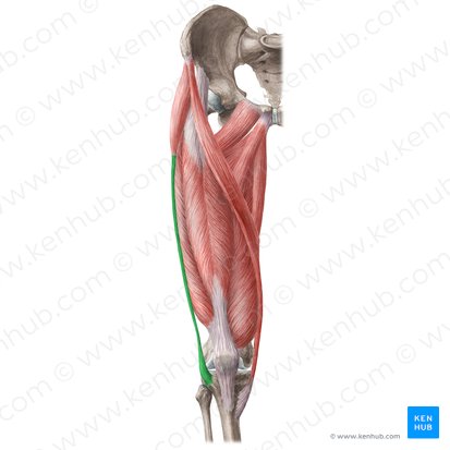 <ul><li><p>lateral thickening of the fascia lata, or deep fascia of the thigh</p></li><li><p>attaches proximally to the iliac tubercle and distally to Gerdy’s tubercle</p></li></ul><p></p>