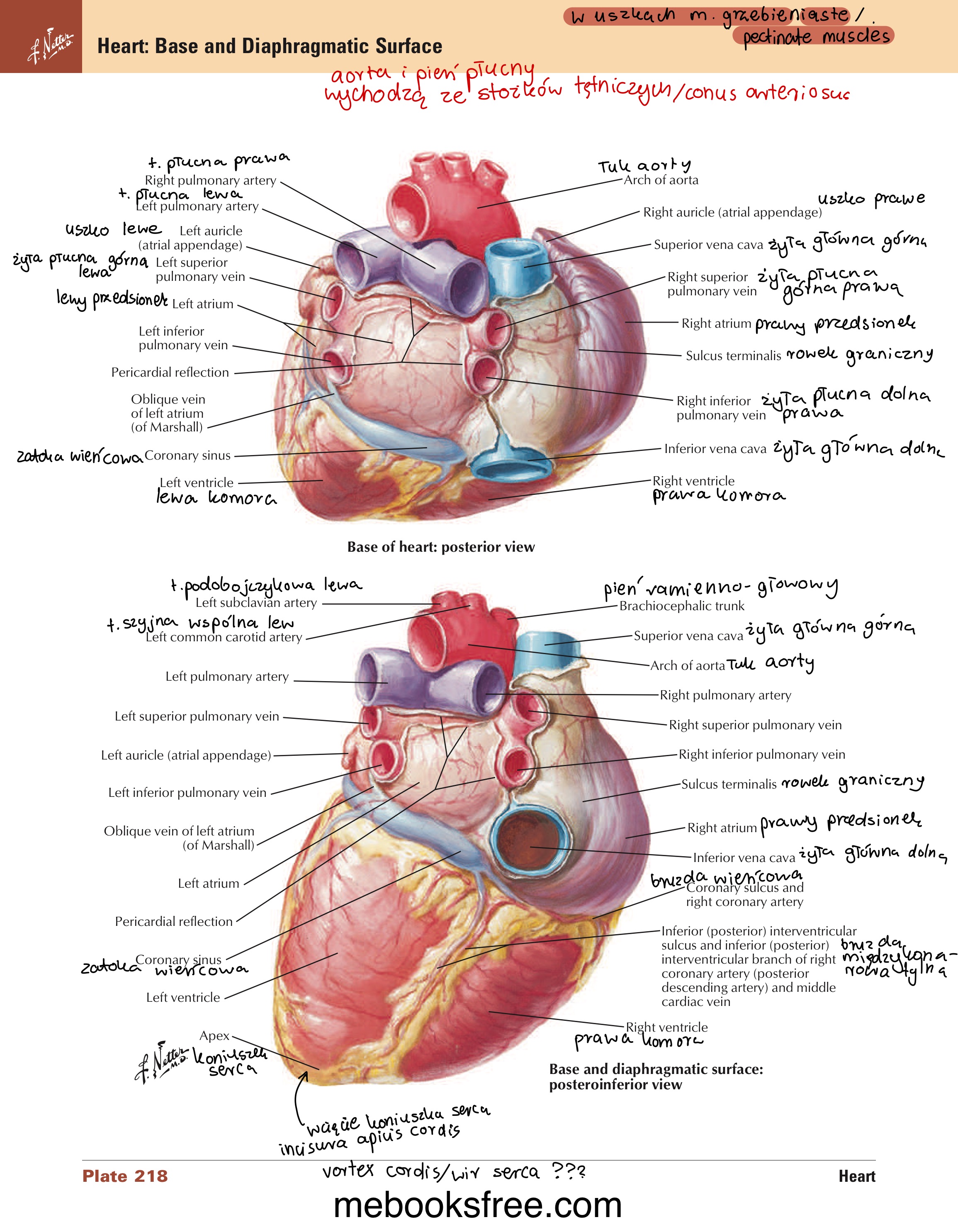 <p>głównie przez przedsionki (zwłaszcza lewy)</p>