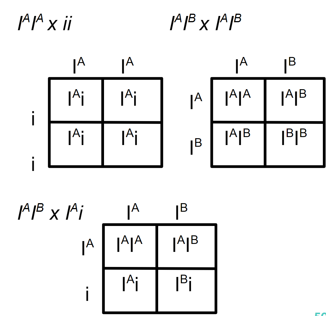 <p>(specifically <strong>ABO Blood Types</strong>), in which three alleles (two codominant and one recessive) determine human blood type,</p>