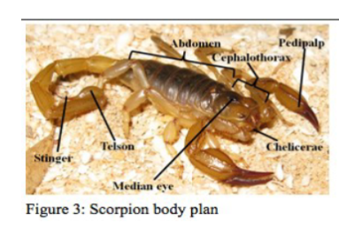 <p>subphylum of arthropods, spiders scorpions and ticks, have chelicerae, feeding structures, pedipalps to catch prey, no metamorphosis</p>