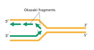 <ul><li><p><span><span>The DNA strand being read from 3’ to 5’ is called the </span><strong><span>leading strand</span></strong><span>.</span></span></p></li><li><p><span><span>The other DNA strand is the </span><strong><span>lagging strand</span></strong><span>.</span></span></p></li></ul><p></p>