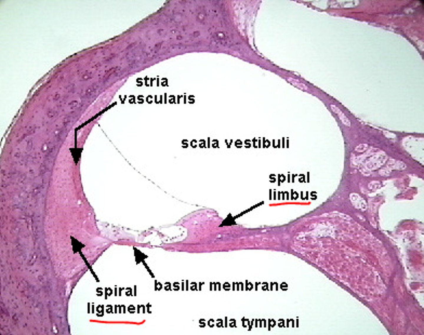 <p>ridge of fibrous connective tissue that connects to tectorial membrane</p>