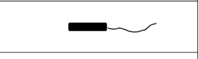 <p>Single flagellum at one pole</p>