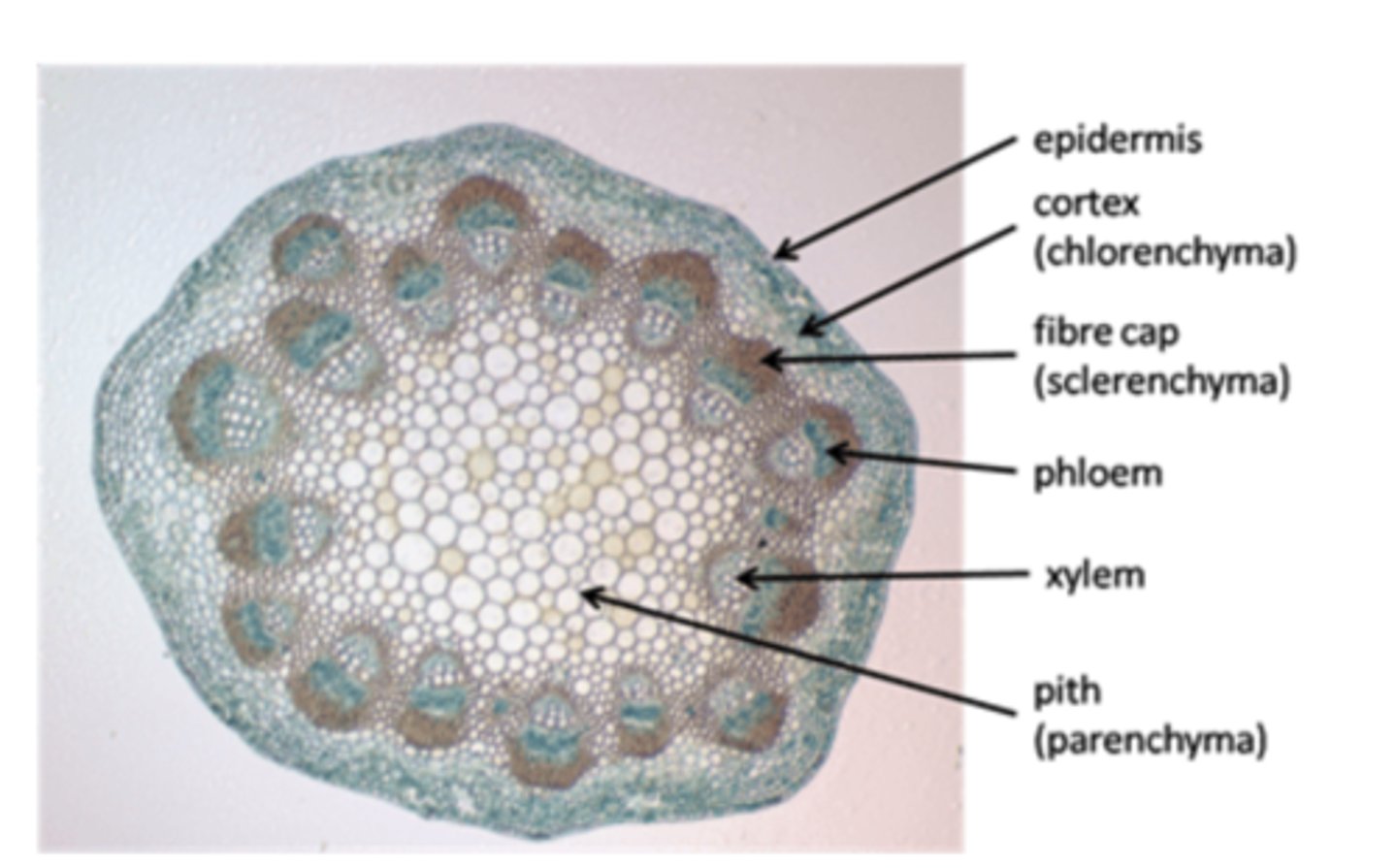 <p><span style="text-decoration:underline">Equipment</span></p><p>Plant sample</p><p>Coverslip</p><p>Mounted needles + forceps</p><p>Toluidine blue</p><p>Glycerol</p><p>(Filter paper, watch glass, coverslip)</p><p></p><p><span style="text-decoration:underline">Method</span></p><p>•Place the plant sample on watch glass. </p><p>•Pick out one/two vascular bundles and place on slide</p><p>•Tease vascular bundles apart with needles</p><p>•Add drop of stain, leave for a few mins</p><p>•Blot off extra stain</p><p>•Add drop of glycerol</p><p>•Examine under Low, medium and high</p><p></p><p><span style="text-decoration:underline">Observations</span></p><p><strong>Xylem</strong>=long elongated tube like cells, walls thickened in spiral/ring formation. WIDER DIAMETER</p><p><strong>Phloem sieve tube elements</strong>= also elongated, thin walls. Sieve plates visible as perforated cell walls. </p><p><strong>Sclerenchyma - </strong>Long slender, HEAVILY STAINED. Outer edge of bundle.</p><p><strong>Phloem- </strong>Smaller cells, more circular/rectangular than xylem. Cell walls less distinct. </p>