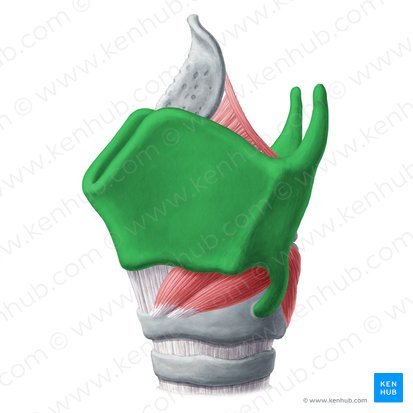 <p>Cartilage that lies between thyrohyoid ligament and cricothyroid ligament; contains the laryngeal prominence</p>