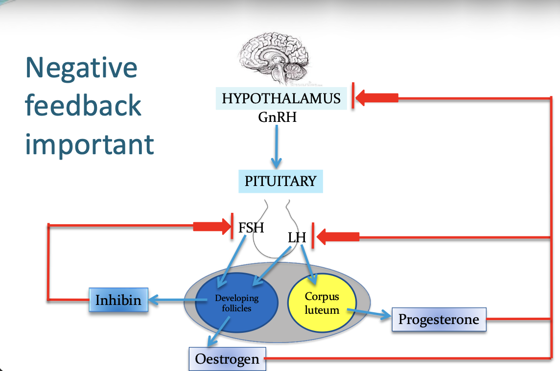 <p>No as there is no association with pituitary gland </p><p>P.S. Pathology to adrenal disease in ferrets is different as in dogs → Overstimulation of pituitary gland in dogs might cause adrenal disease </p>