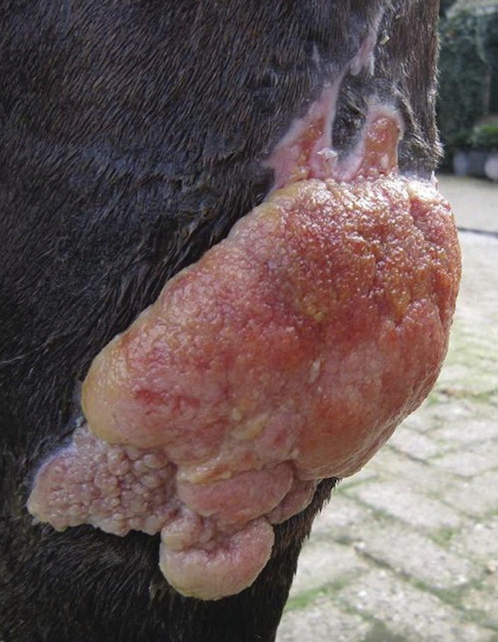 <p>Granulation = phase of wound healing. </p><p>Over-production of fibroblasts during healing (“proud flesh”), common on distal limbs; prevents closure; requires surgical debridement</p>