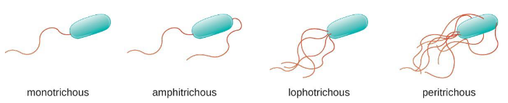 <ul><li><p>Long, thin appendages (15-20 nm wide); helical shape; composed of flagellin</p></li><li><p>Different arrangements: polar, lophotrichous, amphitrichous, peritrichous</p></li><li><p>Tiny rotating machines (reversible)</p></li><li><p>Increase or decrease rotational speed relative to strength of proton motive force</p></li></ul><p></p>