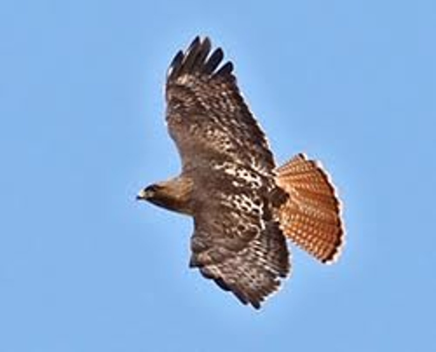 <p>Accipitriformes</p>