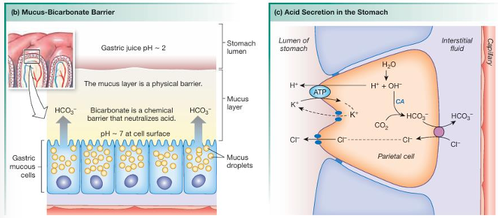 <ol><li><p>H+ from water inside the parietal cell is pumped into the stomach lumen by a H+-K+-ATPase, in exchange for K+ entering the cell</p></li><li><p>Cl- then flows the electrical gradient created by H+, by moving though the open Cl- channels</p></li><li><p>this gives a net result of HCl secretion</p></li><li><p>while the acid is being secreted into the lumen, HCO3- made from CO2 and OH-(from water) is absorbed in the blood</p></li><li><p>HCO3- makes the blood leaving the stomach less acidic, creating a alkaline tide.</p></li></ol><p></p>