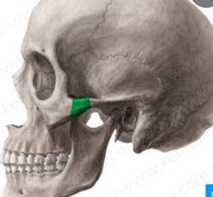 paired, irregular bone that defines the anterior and lateral portions of the face