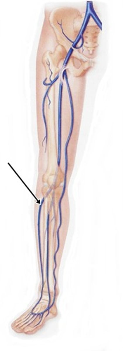 <p>Visible only posteriorly.</p>