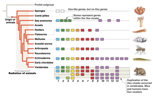 <ul><li><p>Low (or no) variation because all members of same species want bodies arranged in same manner</p></li><li><p>And all vertebrates want head, torso, and limbs in roughly the same spots</p></li><li><p>Highly conserved between species at high level</p></li><li><p>Differences only occur at levels telling embryo HOW to make body part</p></li></ul>