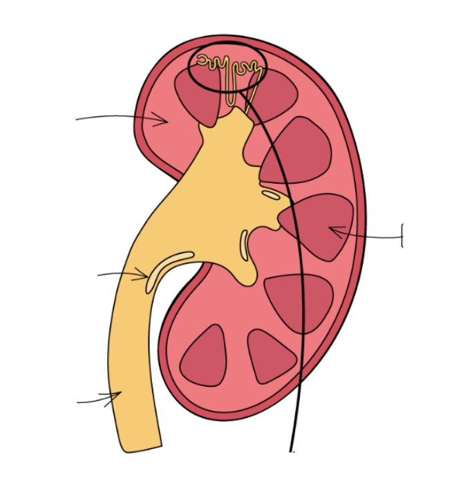 <p>Label the structure of the kidney</p>