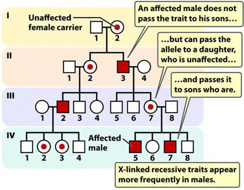 <p><span>A mode of inheritance in which a mutation in a gene on the X chromosome causes the phenotype to be always expressed in males and in females who are homozygous for the gene mutation</span></p>