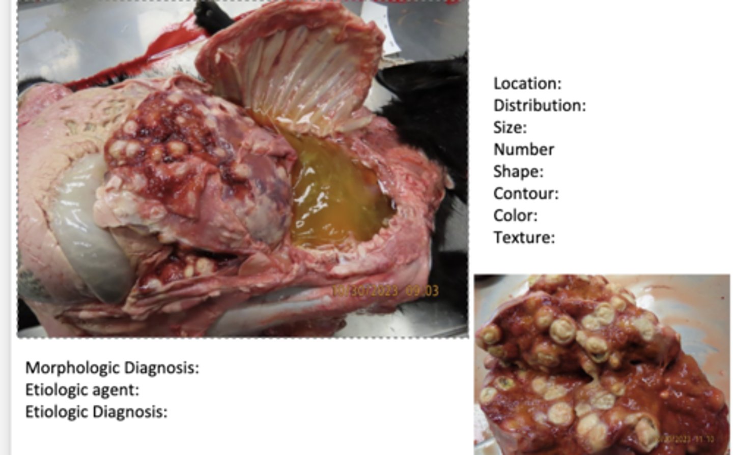 <p>Describe these lesions in this goat.</p>